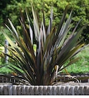 Promo Phormium à 13,90 € dans le catalogue Super U à La Roche-sur-Yon