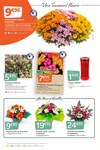 Fleurs Fleurs