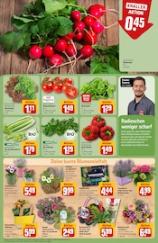 Chrysanthemen Angebote im Prospekt "Dein Markt" von REWE auf Seite 7