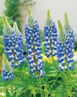 Lupine Angebote bei toom Baumarkt Bad Oeynhausen für 5,99 €