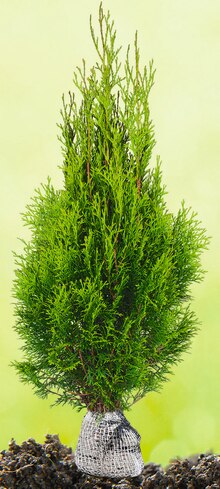 Lebensbaum bei Jawoll in Schwerte Lebensbaum im Angebot bei Jawoll Schwerte für 4,95 €