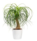 Beaucarnea en promo chez Jardiland Charleville-Mézières à 16,99 €