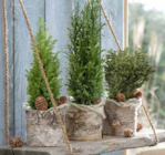 Mini-Konifere für 1,99 € bei Pflanzen Kölle im Angebot Mini-Konifere im aktuellen Pflanzen Kölle Prospekt