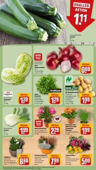 Pflanzen im aktuellen REWE Prospekt (Freiburg (Breisgau)) Pflanzen im REWE Prospekt "Dein Markt" mit 18 Seiten (Freiburg (Breisgau))
