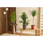 Plante Verte - MDD - Carrefour Market à Bastia Plante Verte - MDD en promo chez Carrefour Market Bastia à 6,99 €