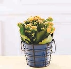 Kalanchoe - Super U à Montpellier Kalanchoe en promo chez Super U Montpellier à 4,99 €