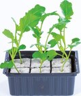 Promo Plants de légumes à 2,99 € dans le catalogue Lidl à Concarneau