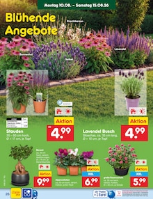 Lavendel im aktuellen Netto Marken-Discount Prospekt (Dresden) Lavendel im Netto Marken-Discount Prospekt "Aktuelle Angebote" mit 63 Seiten (Dresden)