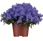 Glockenblume Angebote bei Wreesmann Stade für 3,99 €