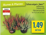 Aktuelle Zimmerpflanzen Angebote bei diska in Dresden Aktuelles Calluna vulgaris „Twins“ Angebot bei diska in Dresden ab 1,49 €