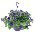 Petunien-Ampel  im aktuellen Lidl Prospekt für 7,99 €