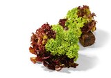 Salat mit Wurzelballen von  im aktuellen Netto Marken-Discount Prospekt für 1,29 €