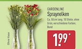 Spraynelken von GARDENLINE für 1,99 € bei ALDI Nord im Angebot Spraynelken von GARDENLINE im aktuellen ALDI Nord Prospekt