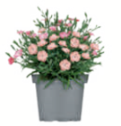 Nelke „Pink Kisses“/„Peach Party“ für 3,99 € bei toom Baumarkt im Angebot Nelke „Pink Kisses“/„Peach Party“ im aktuellen toom Baumarkt Prospekt