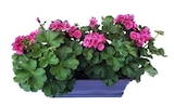 Jardinière de géranium pretty little - Fleurs de France en promo chez Truffaut Boulogne-Billancourt à 14,99 €
