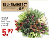 TULPEN bei Marktkauf im Lüdinghausen Prospekt für 5,99 €