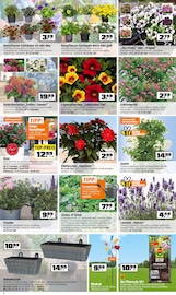 Hortensie im OBI Prospekt in Fulda Aktueller OBI Prospekt mit Hortensie, "GENIESSEN SIE DIE GARTENZEIT", Seite 2