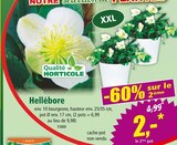 Hellébore - Qualité Horticole en promo chez Norma Strasbourg à 2,00 €