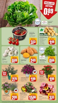 Tomaten im aktuellen REWE Prospekt (München) Tomaten im REWE Prospekt "Dein Markt" mit 24 Seiten (München)