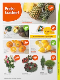 Pflanzen Angebot im aktuellen tegut Prospekt auf Seite 7