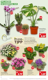 Blumen im Kaufland Prospekt in Mainz Aktueller Kaufland Prospekt mit Blumen, "Aktuelle Angebote", Seite 4