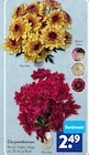 Chrysanthemen im ALDI SÜD Prospekt Chrysanthemen  im aktuellen ALDI SÜD Prospekt für 2,49 €