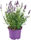 Lavendel im aktuellen REWE Prospekt für 1,39 €