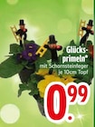 Glücks-primeln Angebote bei EDEKA Rosenheim für 0,99 €