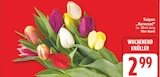 Tulpen 'Karneval' im aktuellen EDEKA Prospekt