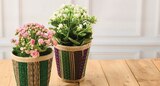 Kalanchoe - U Express Kalanchoe à 4,99 € dans le catalogue U Express