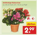 Aktuelles dreifarbige Kalanchoe Angebot bei Netto Marken-Discount in Aachen ab 2,99 €