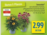 Sonnenhut bei diska im Prospekt "" für 2,99 €