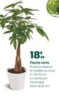 Plante verte en promo chez Truffaut Metz à 18,49 €