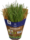 Bioland-Petersilie kraus im Angebot bei E center in Ludwigshafen Bioland-Petersilie kraus Angebote von Unsere Heimat Bio bei E center Ludwigshafen für 1,59 €