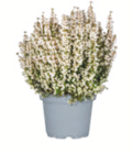 Glockenheide Angebote bei toom Baumarkt Coburg für 2,99 €