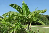 Musa en variétés ECLOZ - ECLOZ - Jardiland Musa en variétés ECLOZ - ECLOZ à 24,99 € dans le catalogue Jardiland