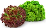 Aktuelles Lollo Bionda Salat Angebot bei REWE in Hamburg ab 0,99 €
