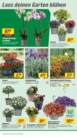 Aktueller toom Baumarkt Prospekt mit Balkonpflanzen, "Respekt, wer's selber macht.", Seite 6