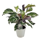 Calathea "Fusion White" - Jardiland à Nantes Calathea "Fusion White" en promo chez Jardiland Nantes à 12,99 €