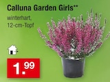 Calluna Garden Girls für 1,99 € bei Zimmermann im Angebot Calluna Garden Girls im aktuellen Zimmermann Prospekt