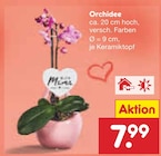 Orchidee Angebot in Uhrsleben Orchidee im aktuellen Prospekt bei Netto Marken-Discount in Uhrsleben