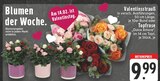 Valentinsstrauß oder Topfrose von  im aktuellen E center Prospekt für 9,99 €