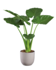 Plante verte exclusives en promo chez Lidl Saint-Nazaire à 24,99 €