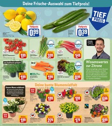 Pflanzen im REWE Prospekt Pflanzen im REWE Prospekt Dein Markt auf S. 5