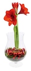 Amaryllis im Glas  im aktuellen Lidl Prospekt für 12,99 €