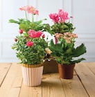 Plante fleurie - Super U à Besançon Plante fleurie en promo chez Super U Besançon à 6,99 €