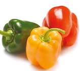 Paprika Mix Angebote bei Netto mit dem Scottie Halle für 2,79 €