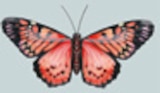 Dekorfigur Schmetterling bei Möbel AS im Biblis Prospekt für 4,95 €