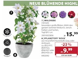 Aktuelle Blumentopf Angebote bei Dehner Garten-Center in Karlsruhe Aktuelles Waldrebe Clematis Angebot bei Dehner Garten-Center in Karlsruhe ab 9,99 €