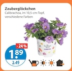Zauberglöckchen bei V-Markt im Pentling Prospekt für 1,89 €